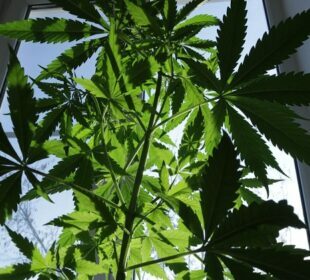 Health Benefits Of The Marijuana Plant Marijuana Plant