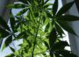 Health Benefits Of The Marijuana Plant Marijuana Plant